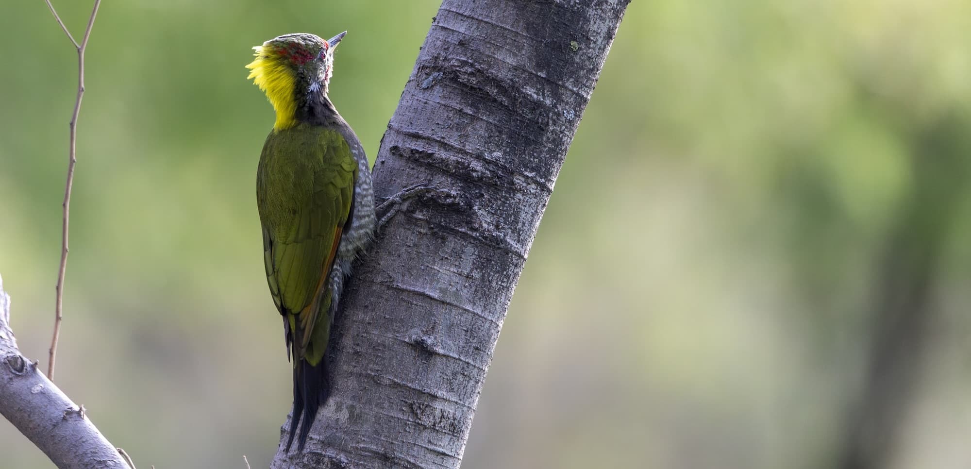 How to Keep a Bird Life List (and Not Lose It)