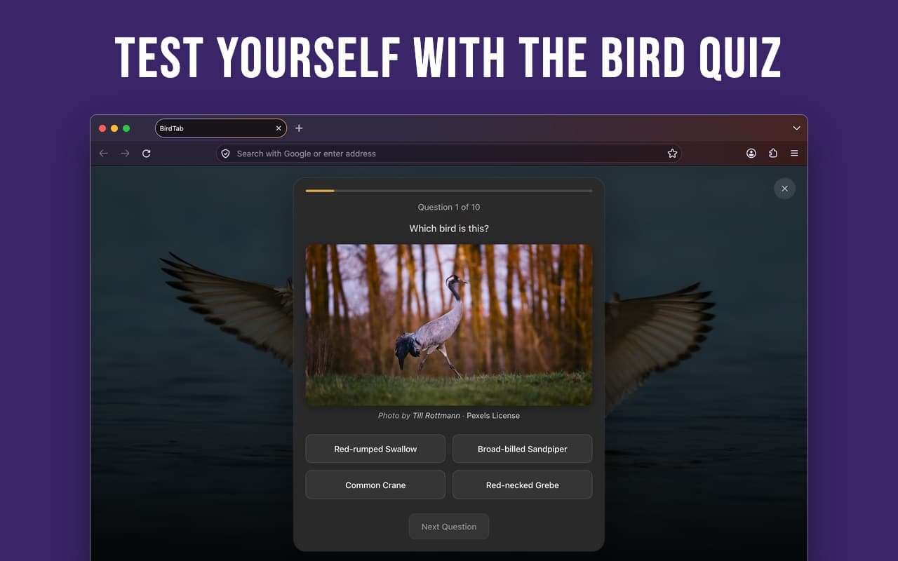 Test your knowledge with the bird quiz